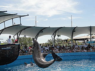 Delfinshow im Miami Seaquarium &copy; osseous