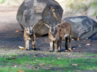 Lindenthaler Tierpark © Lindenthaler Tierpark